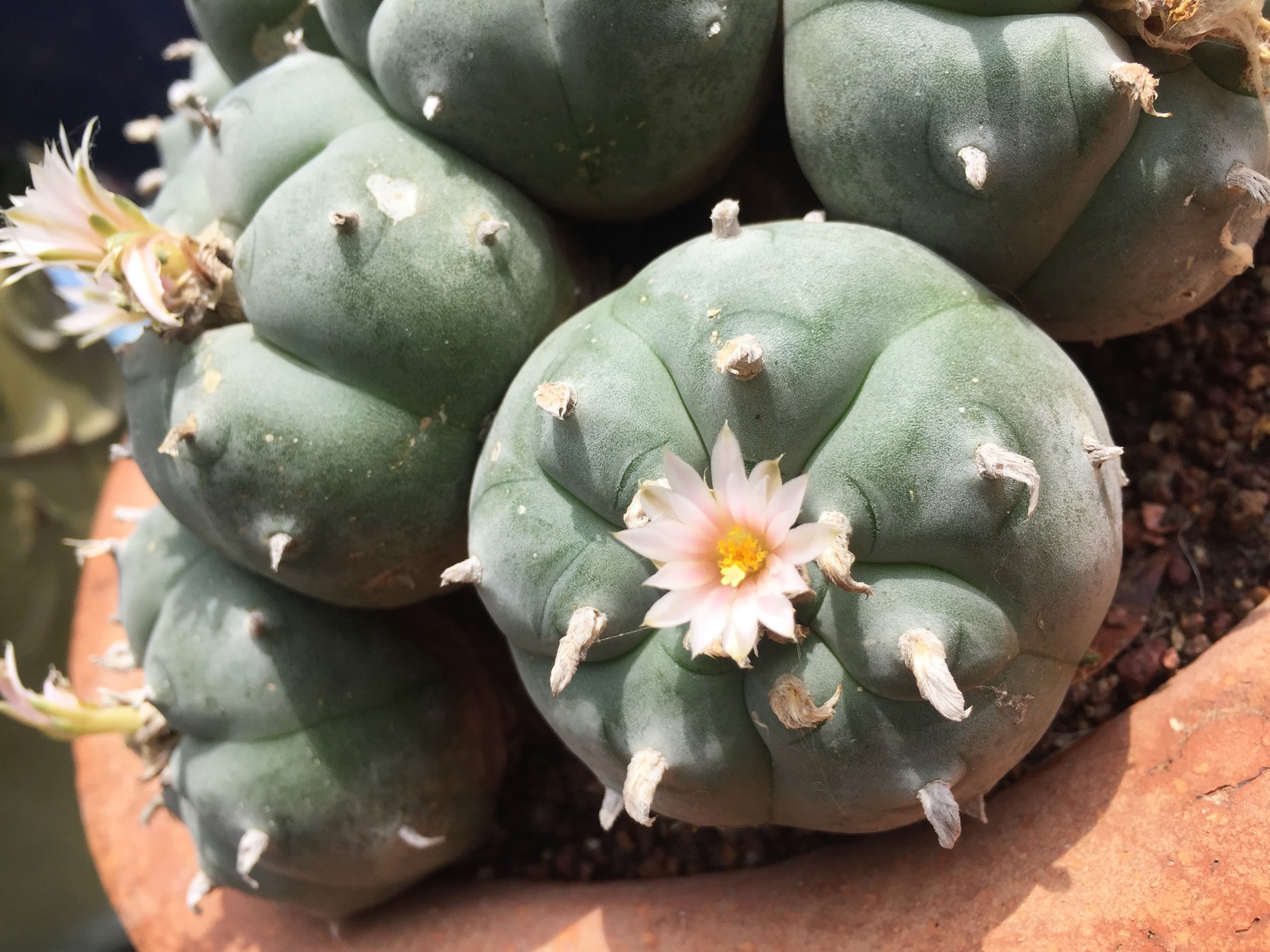 keep an eye out for peyote plants